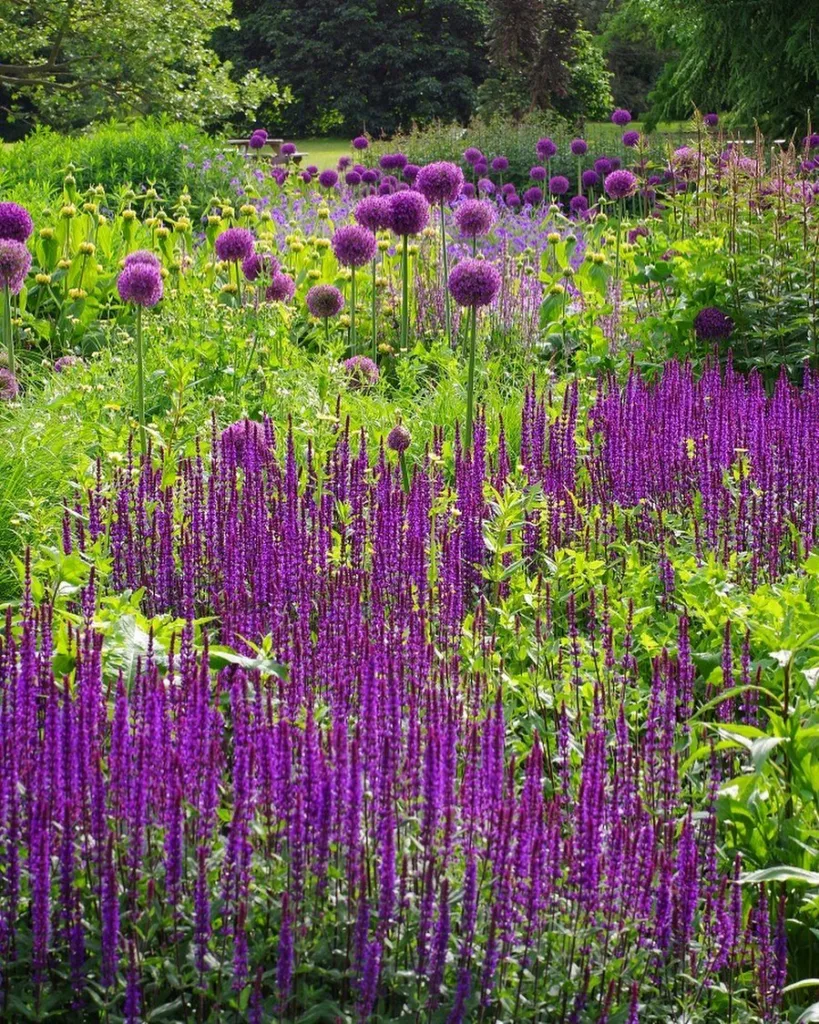 Salvia Caradonna