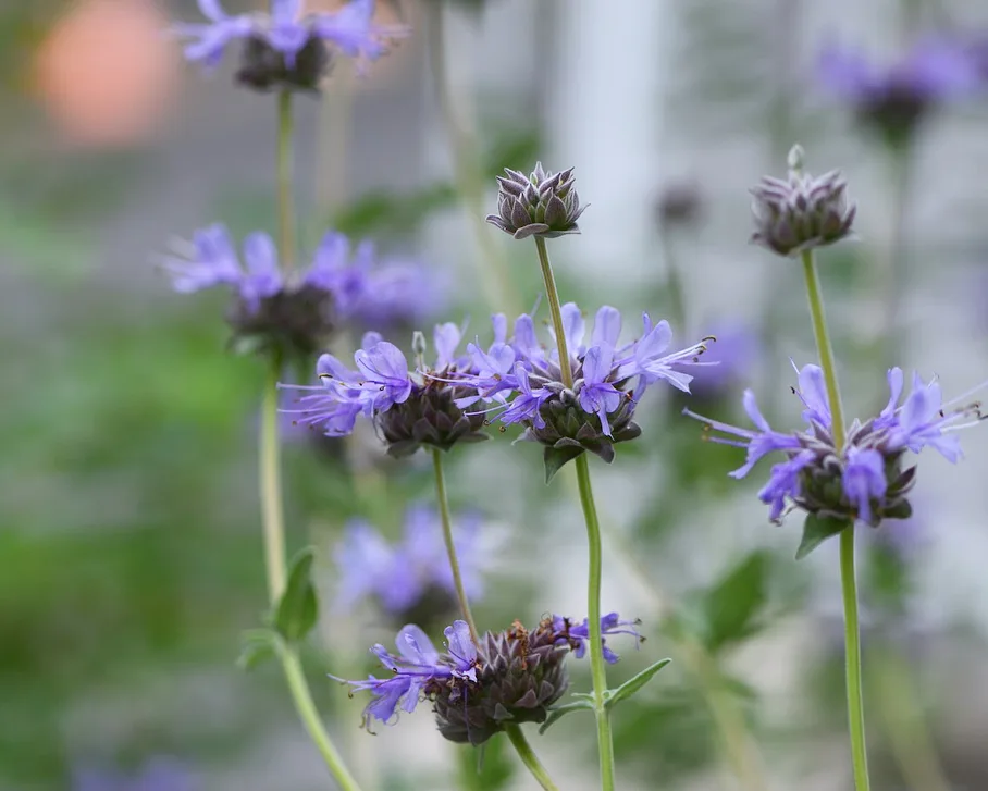 Salvia Clevelandii