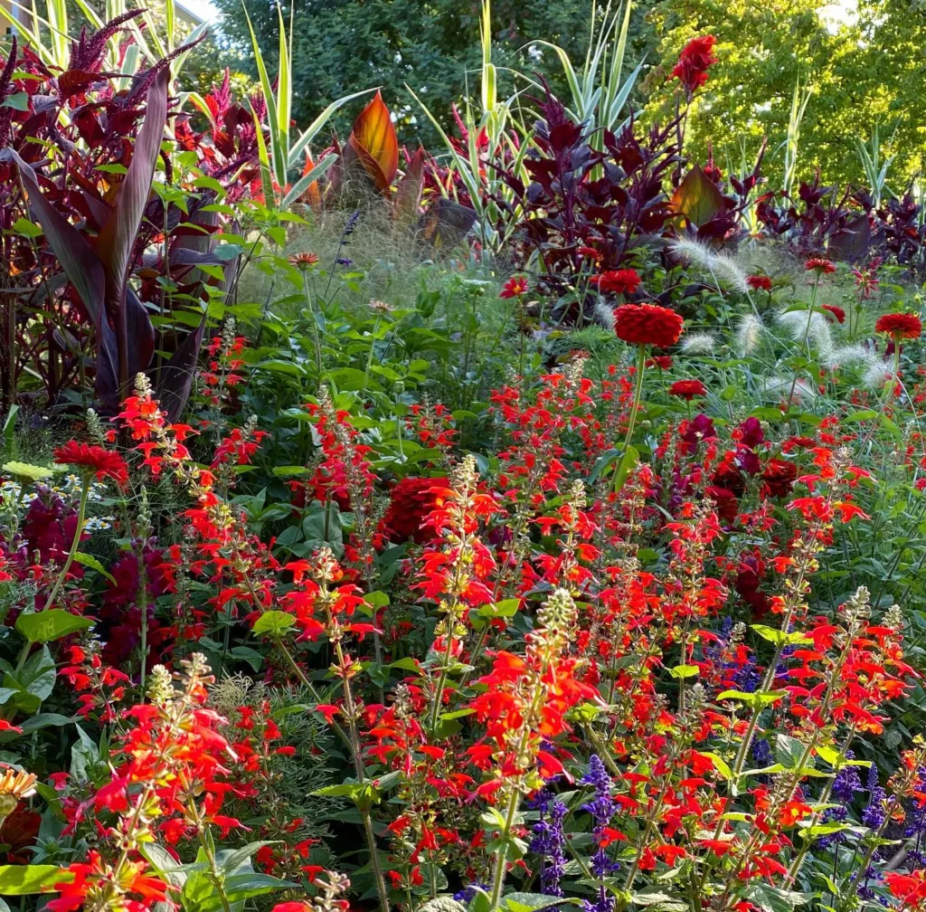 Salvia Coccinea