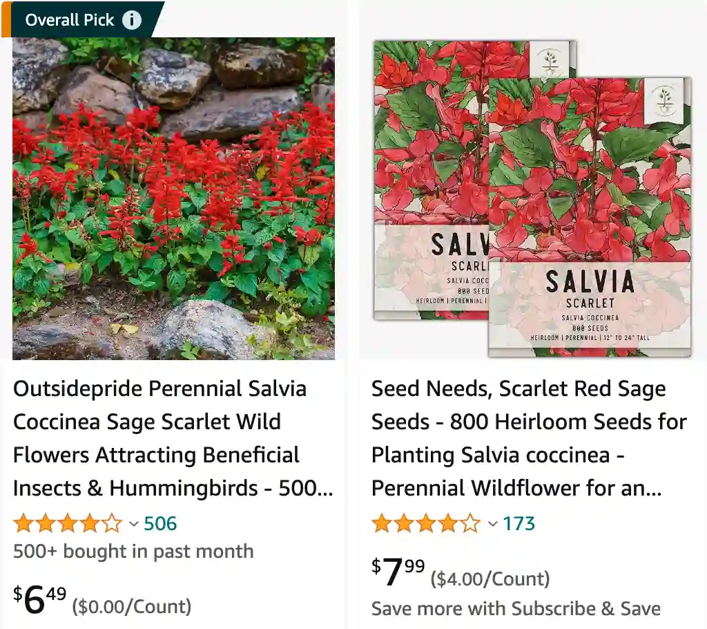 Salvia Coccinea | Monsteraholic