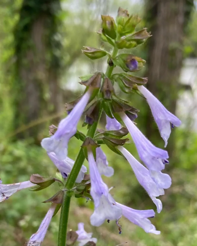 Salvia Lyrata