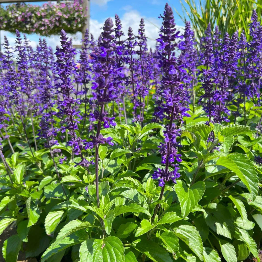 Salvia Mystic Spires