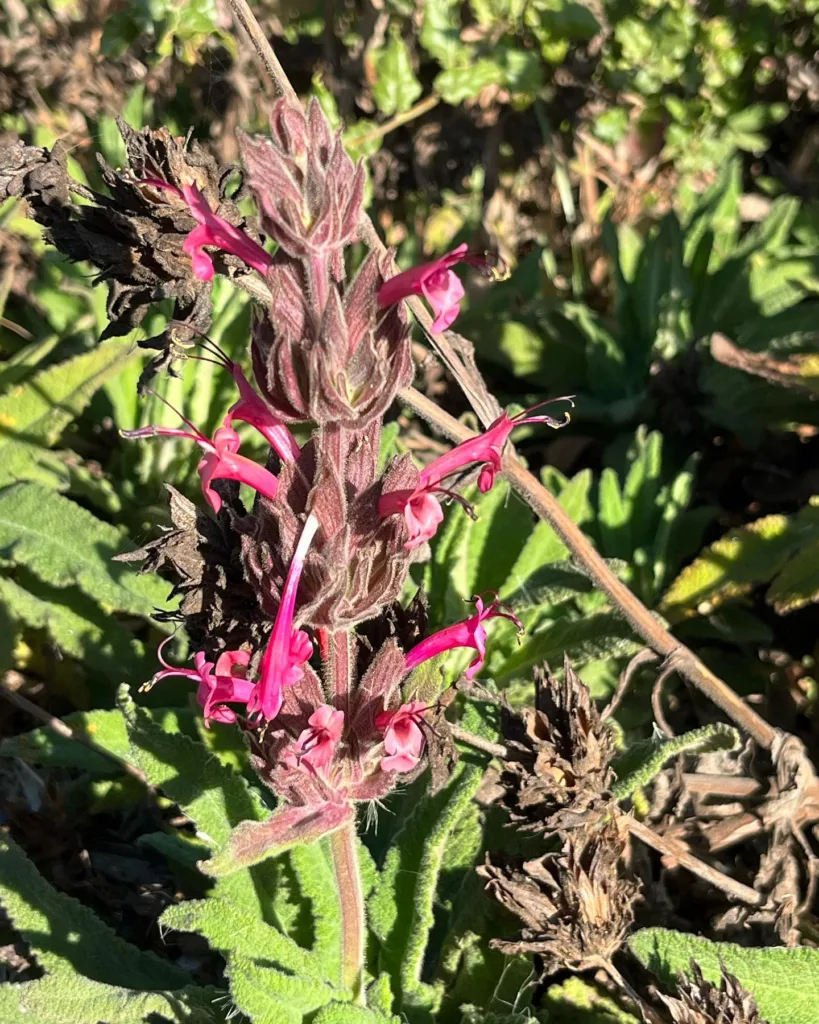 Salvia Spathacea