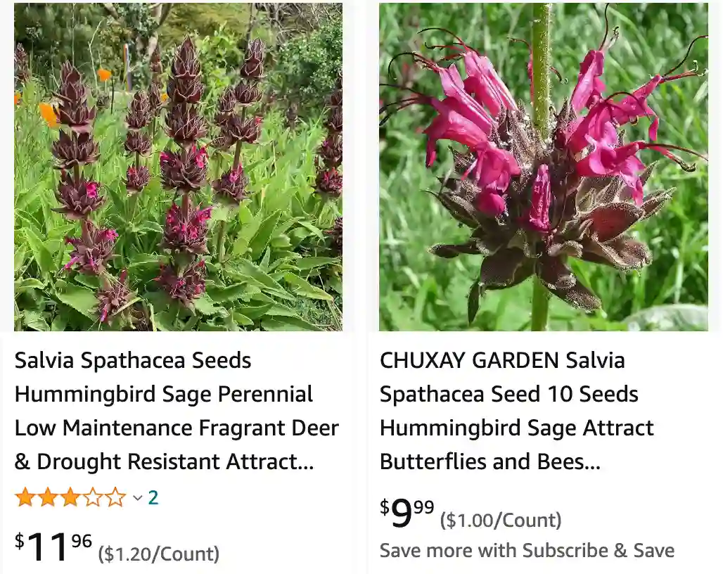 Salvia Spathacea | Monsteraholic