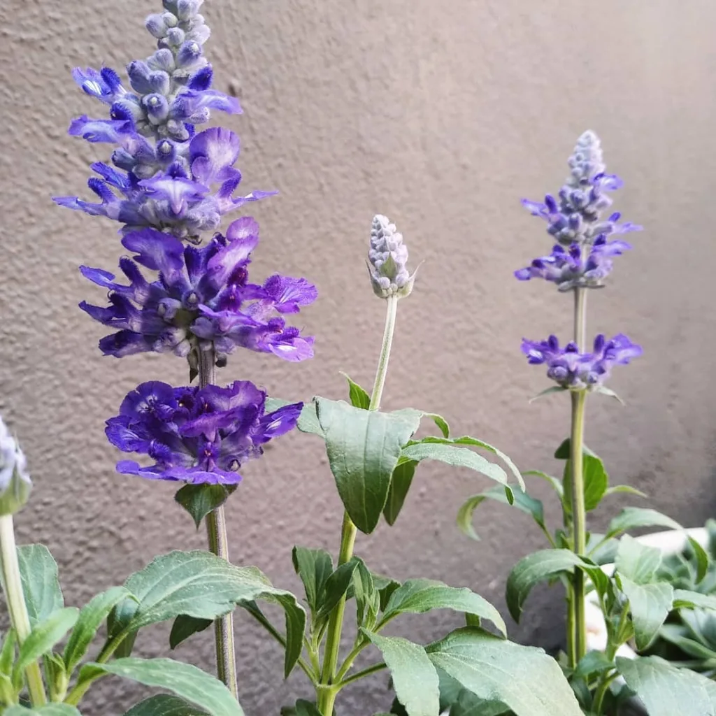 Salvia Victoria Blue