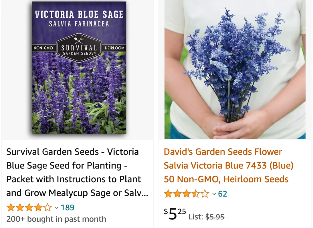 Salvia Victoria Blue | Monsteraholic