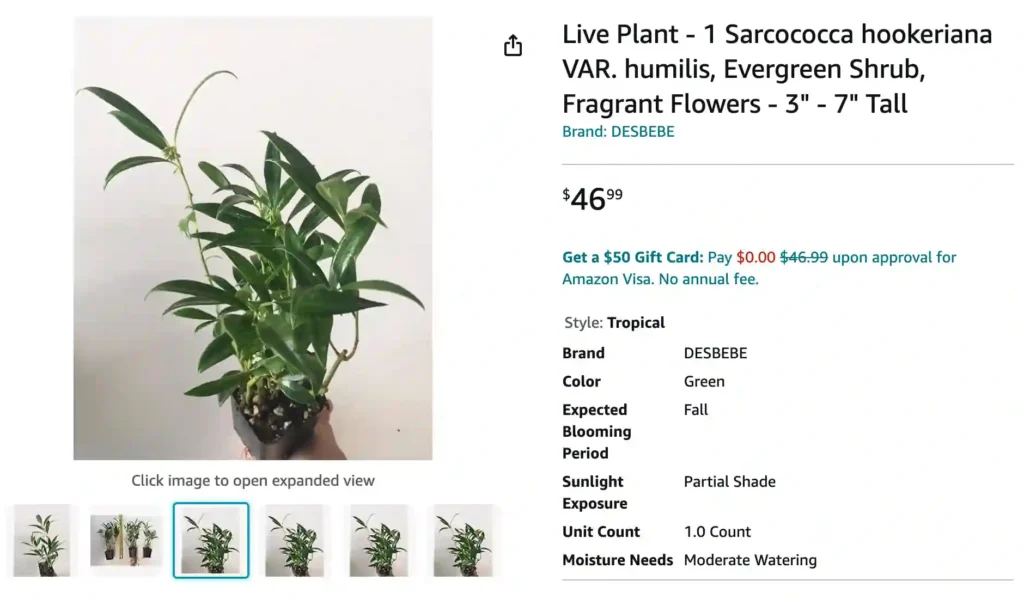 Sarcococca Hookeriana | Monsteraholic