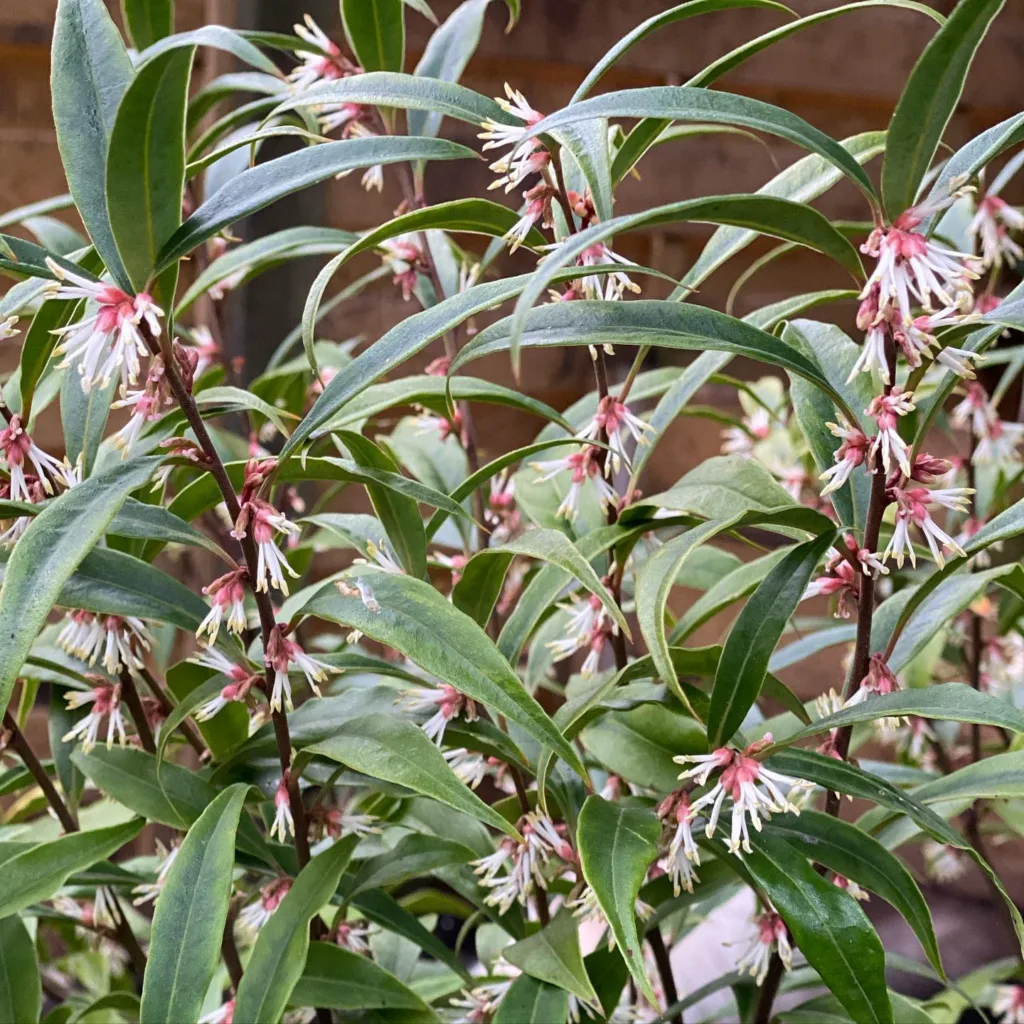 Sarcococca Hookeriana