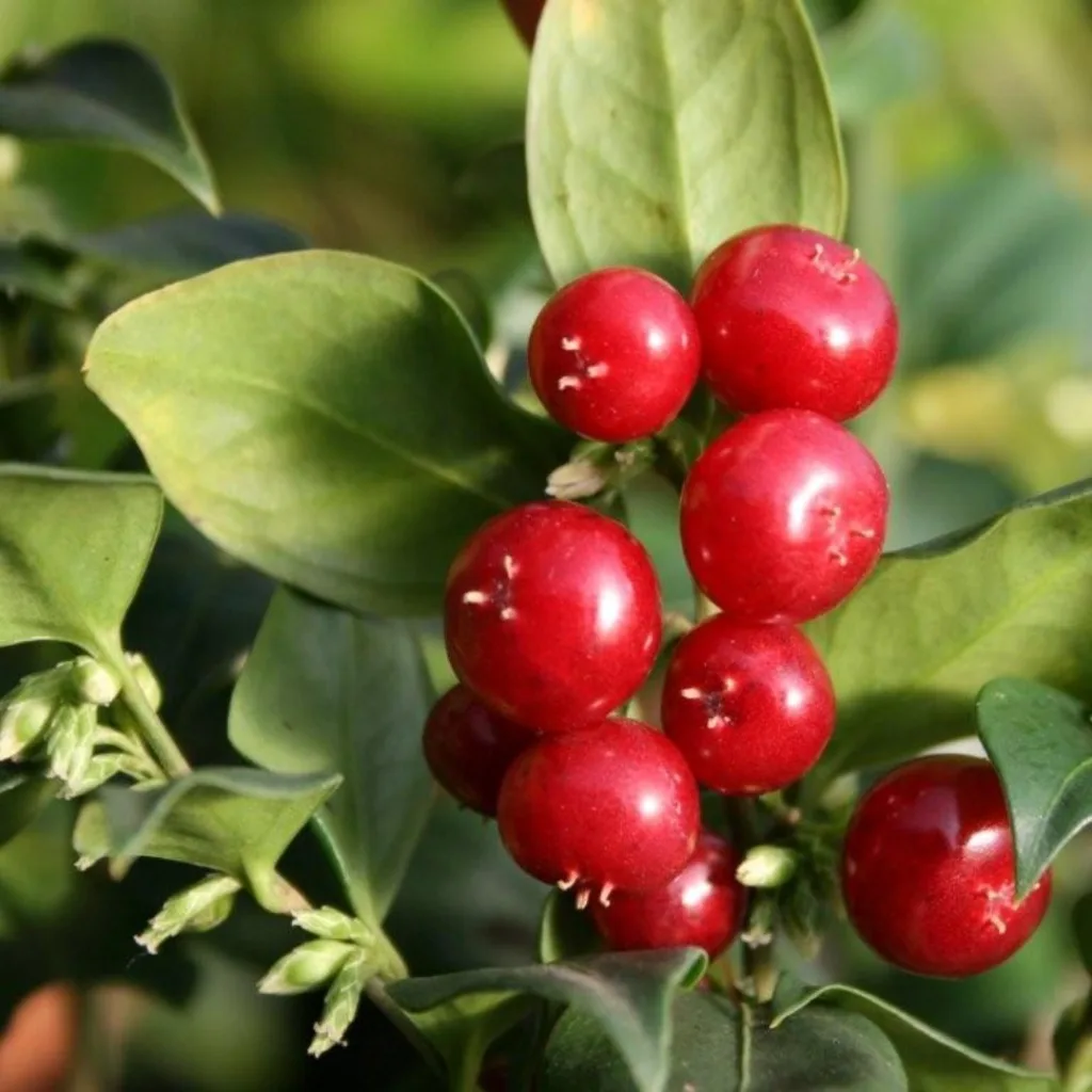 Sarcococca Ruscifolia