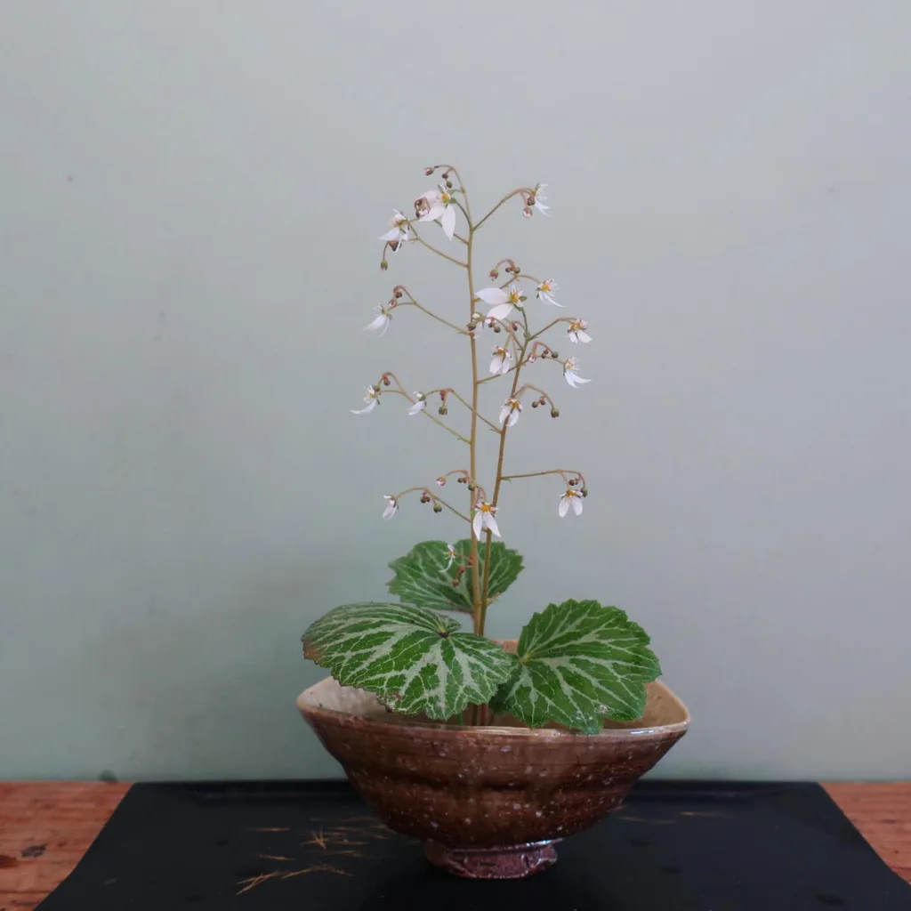 Saxifraga Stolonifera