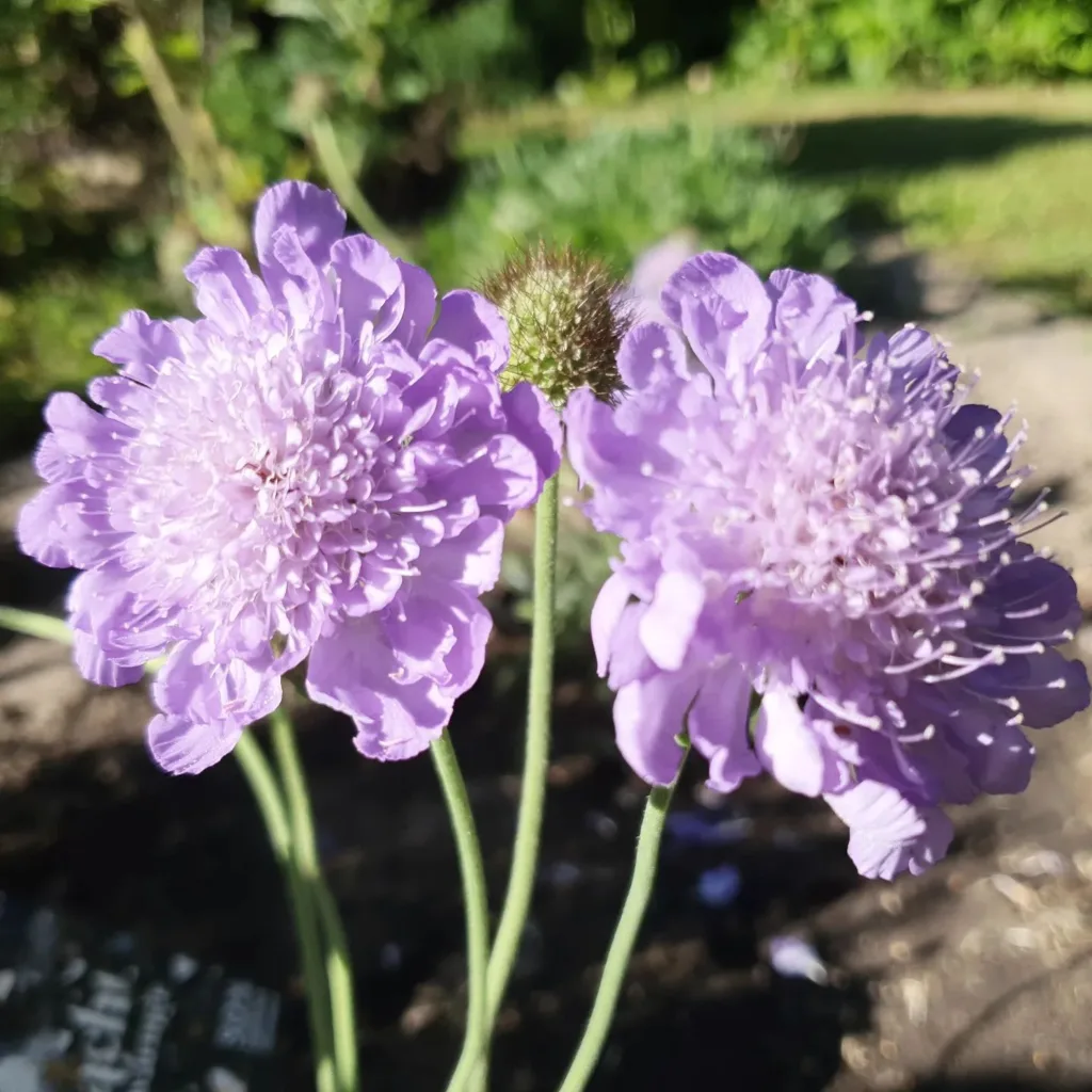 Scabiosa Butterfly Blue