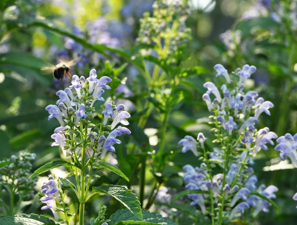 Scutellaria Incana