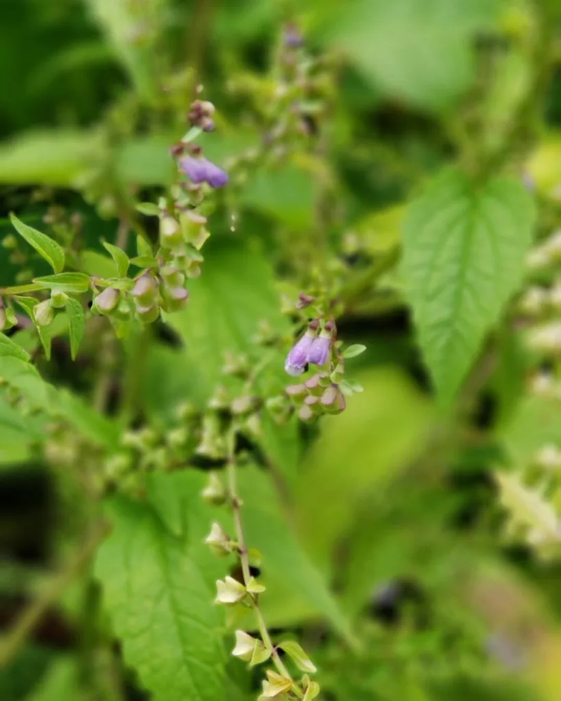 Scutellaria Lateriflora