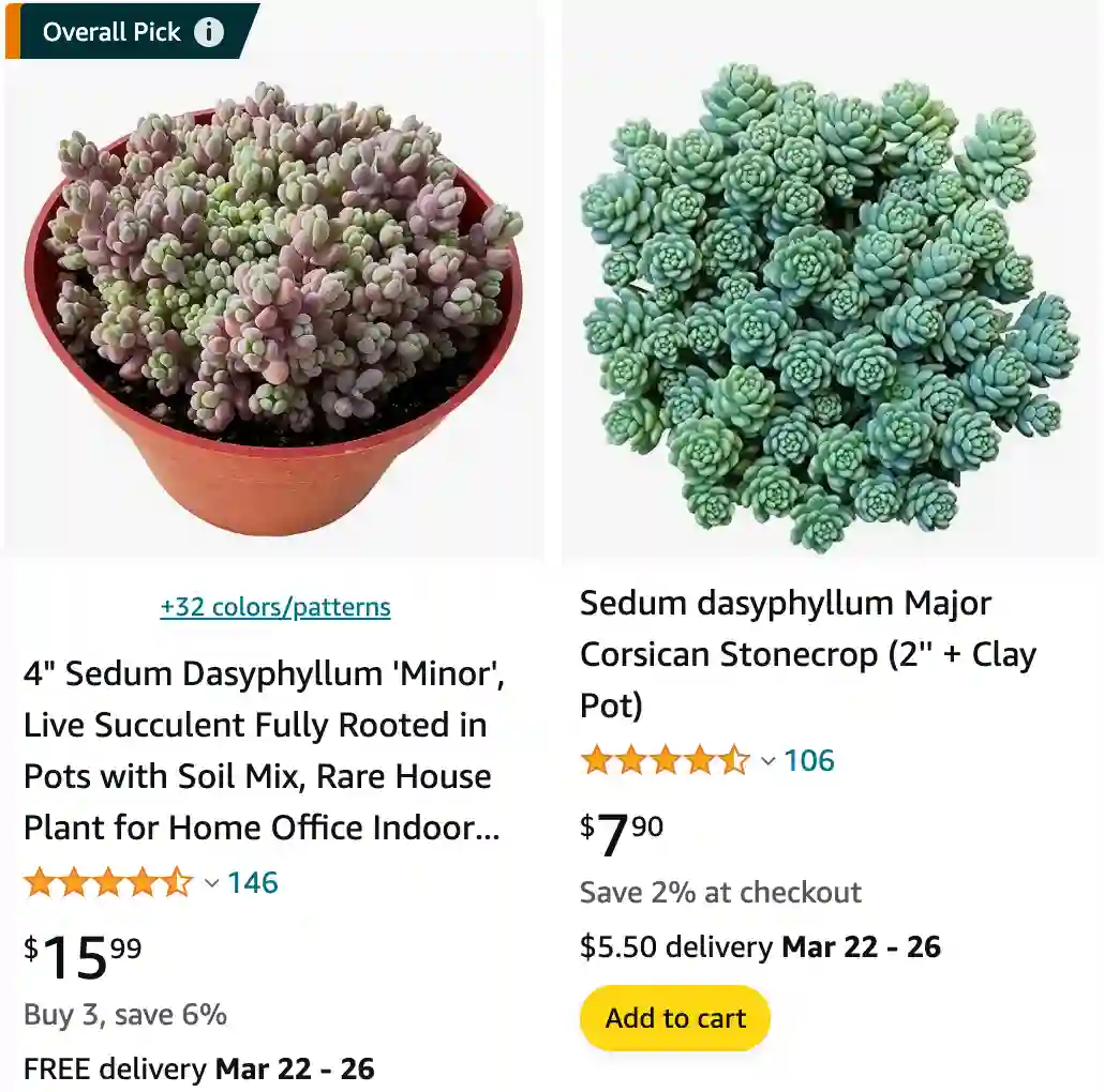 Sedum Dasyphyllum | Monsteraholic