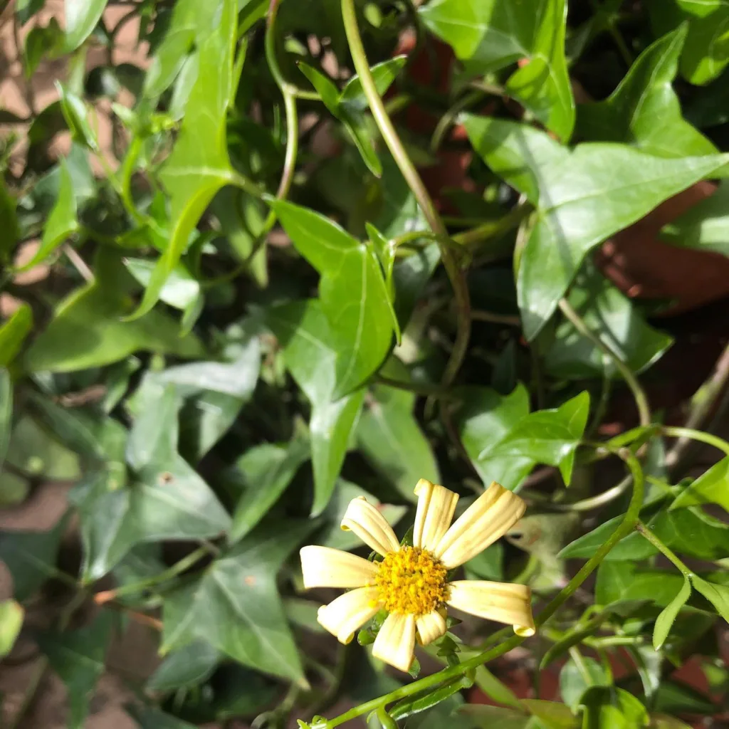 Senecio Macroglossus