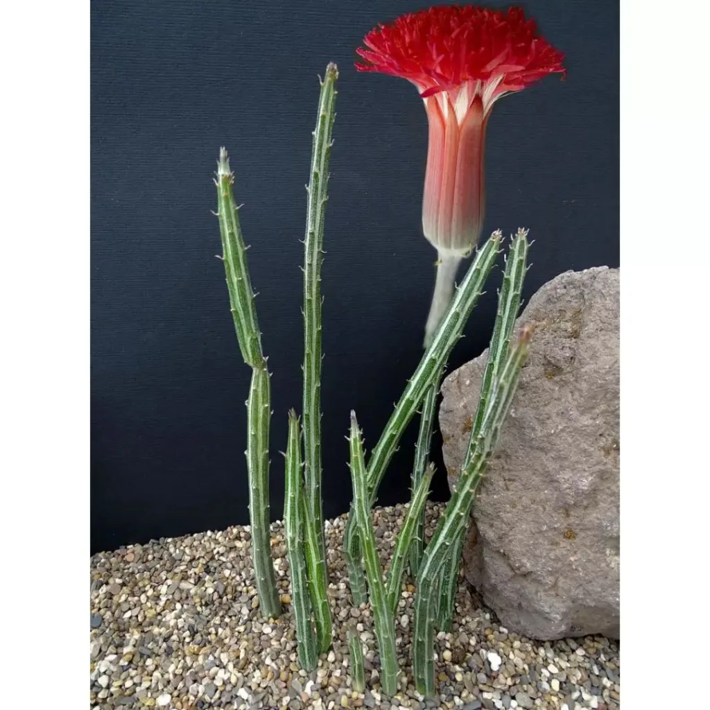 Senecio Stapeliiformis