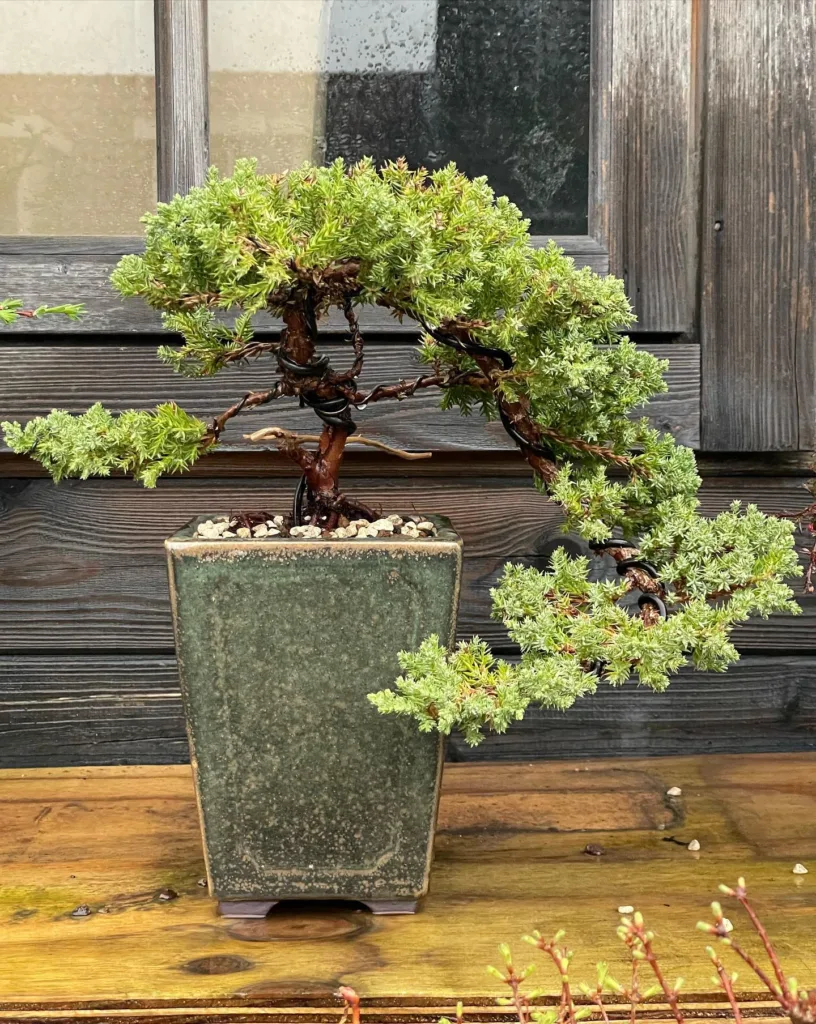 Sequoia Bonsai