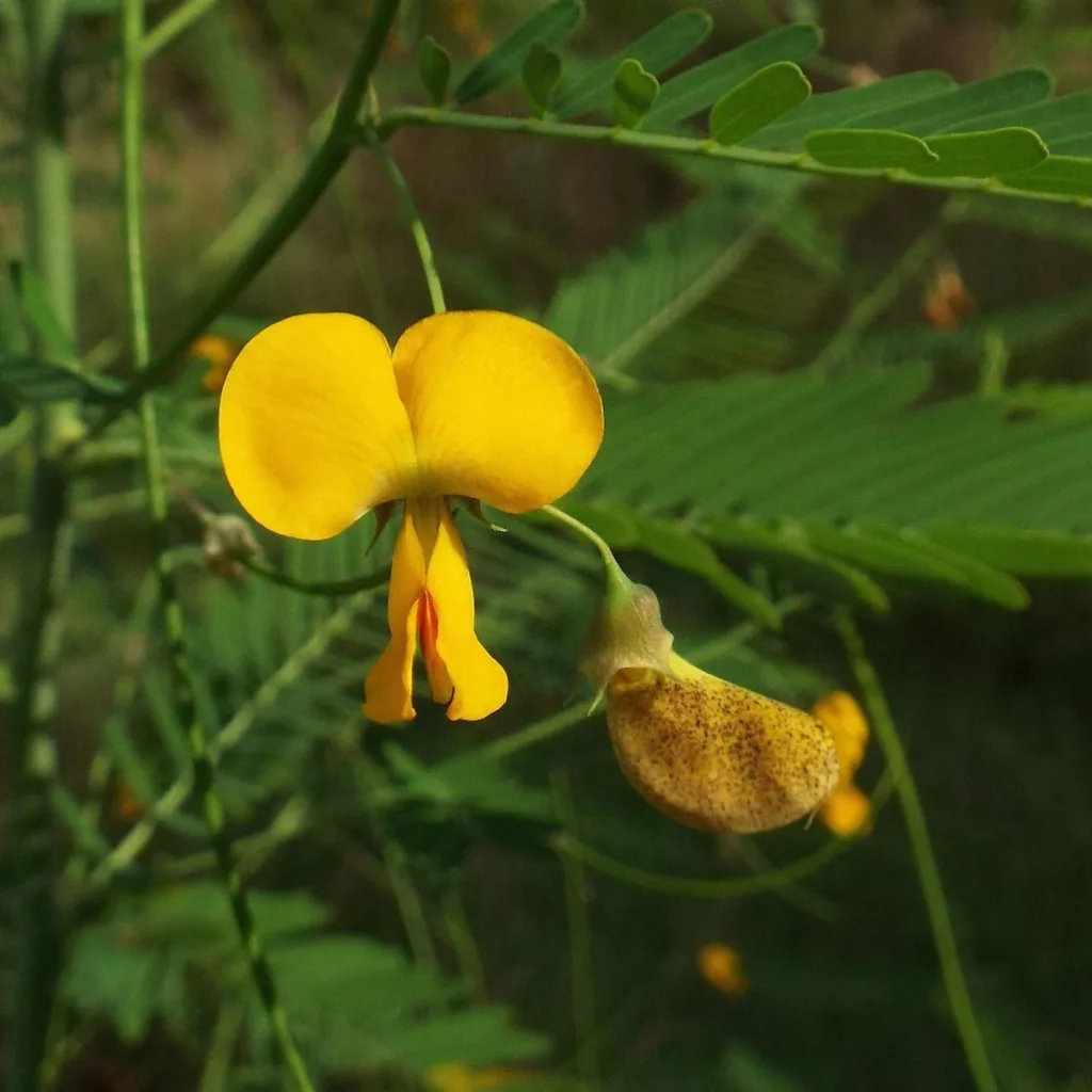 Sesbania Herbacea