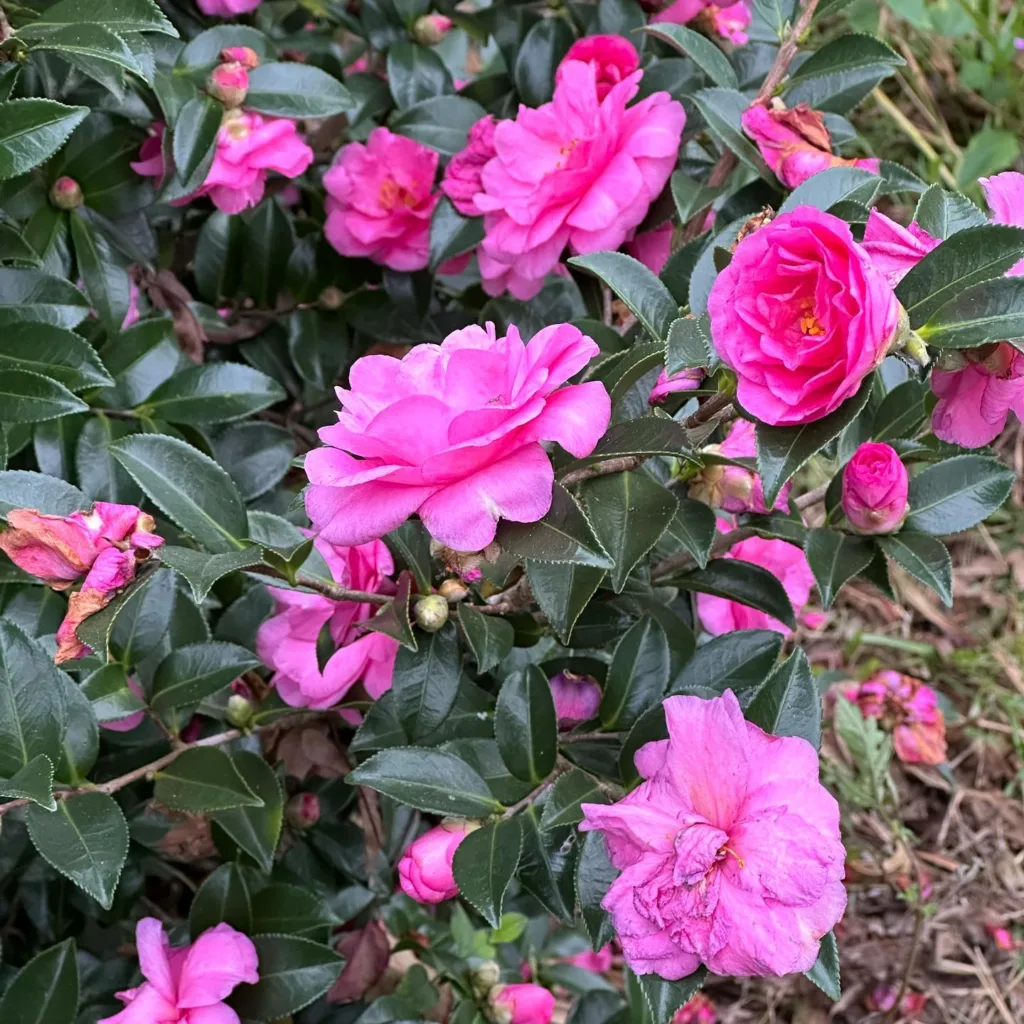 Shishigashira Camellia