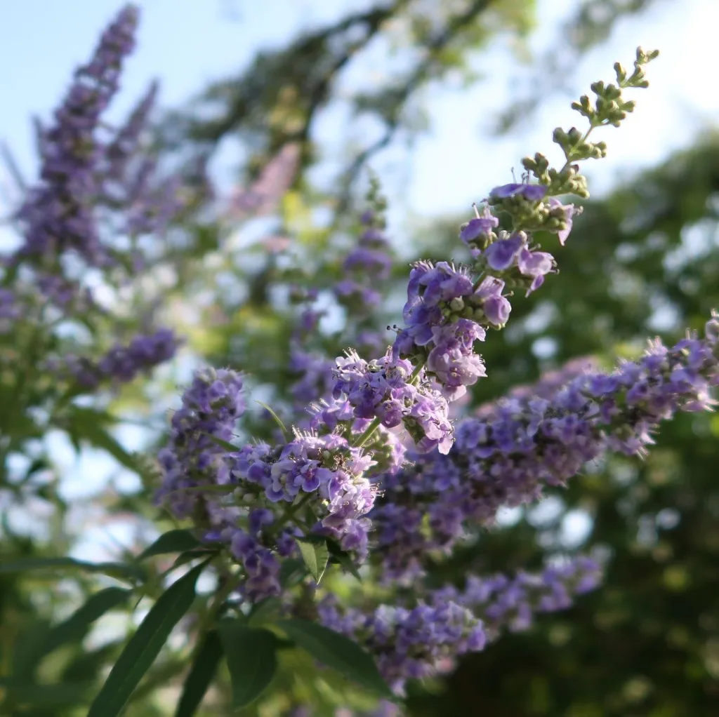 Shoal Creek Vitex