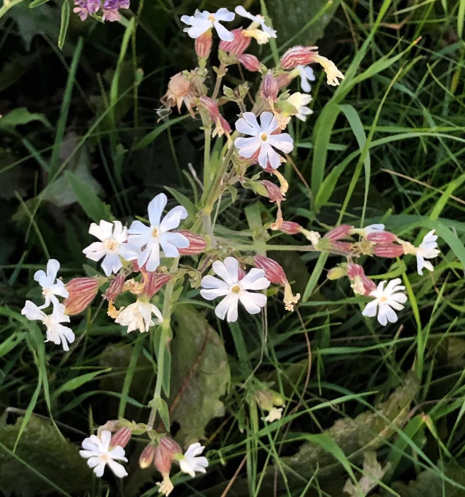 Silene Latifolia