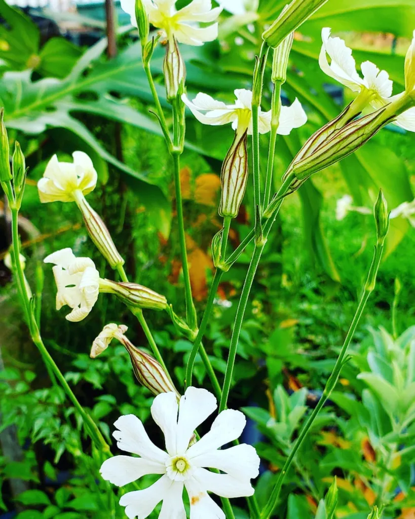 Silene Undulata