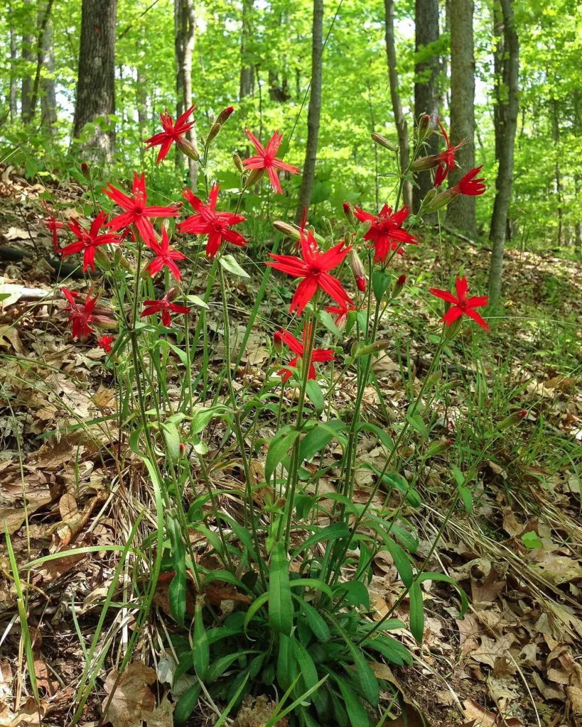 Silene Virginica