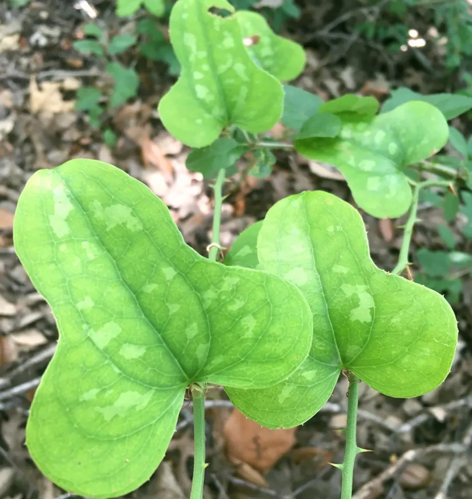 Smilax Bona Nox