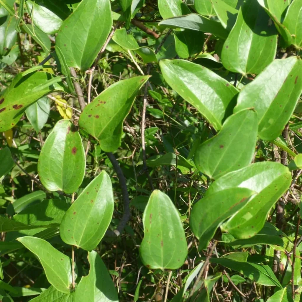 Smilax Glauca