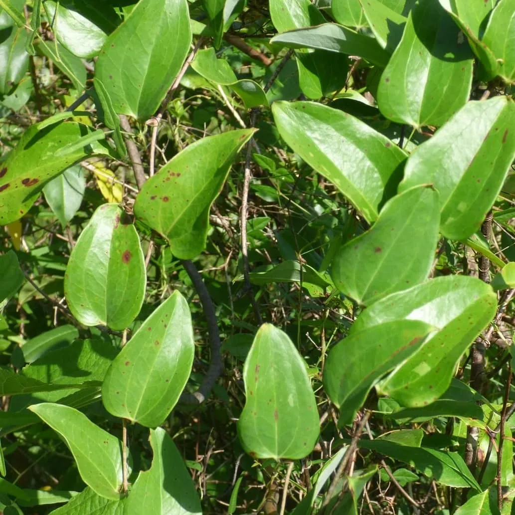 Plant FAQs: Smilax Glauca