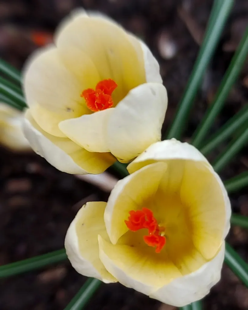 Snow Crocus