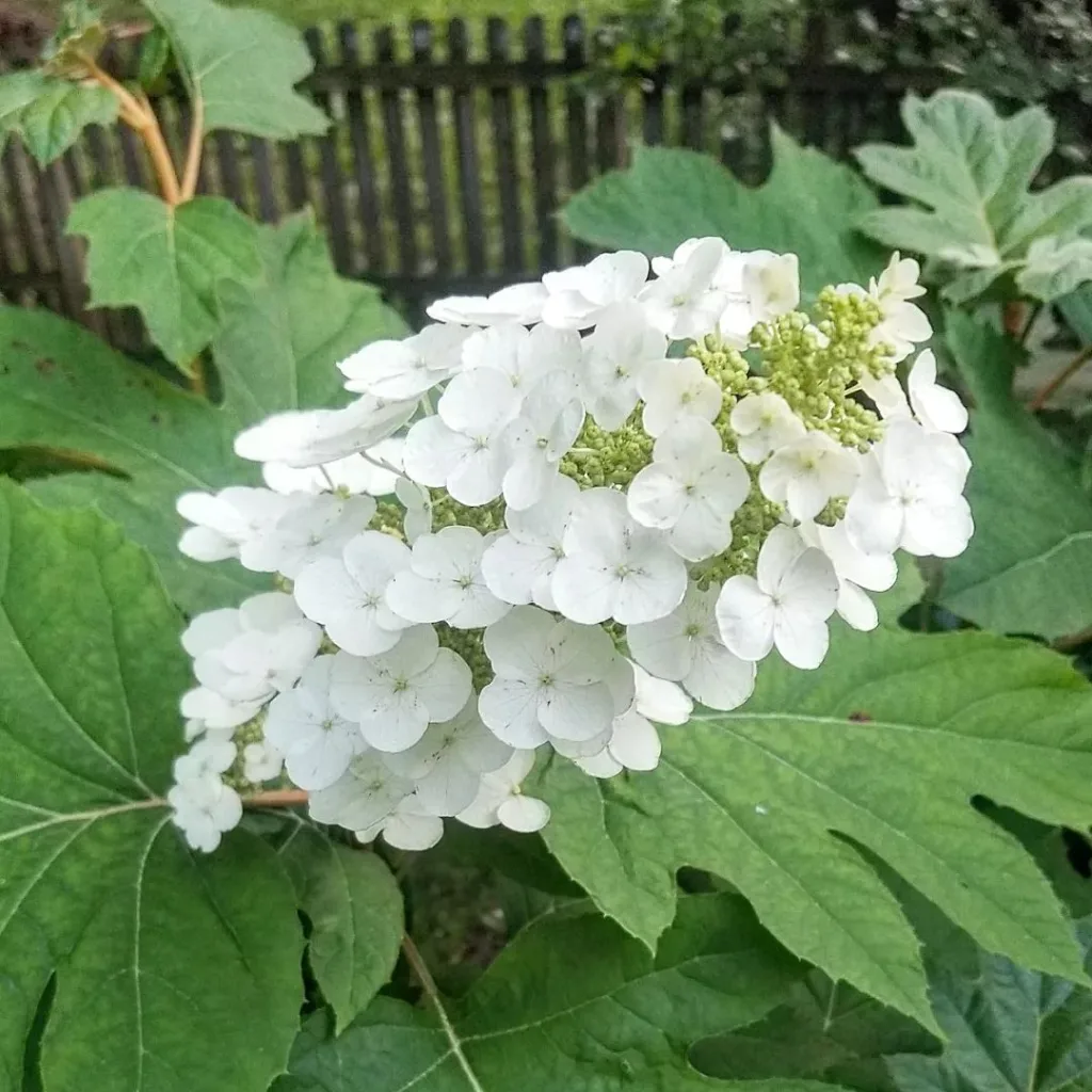 Snow Queen Hydrangea