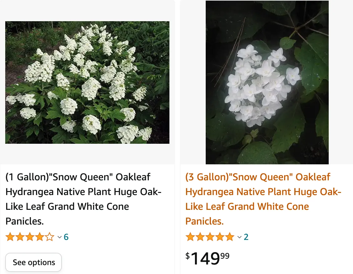 Snow Queen Hydrangea | Monsteraholic