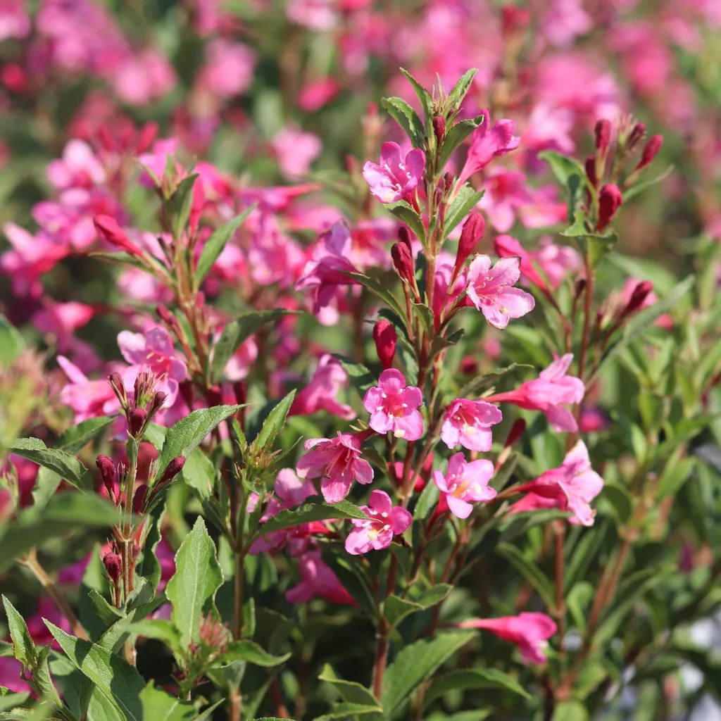 Sonic Bloom Weigela