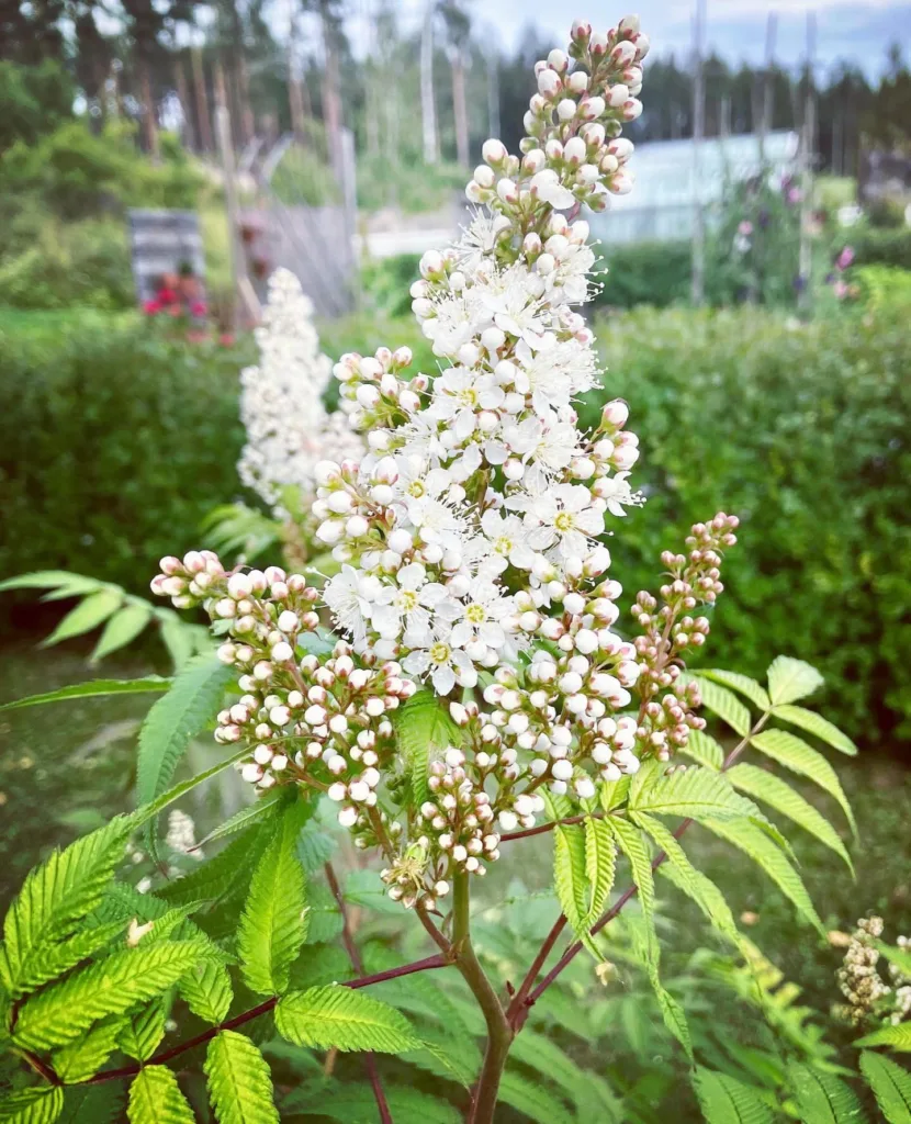 Sorbaria Sorbifolia