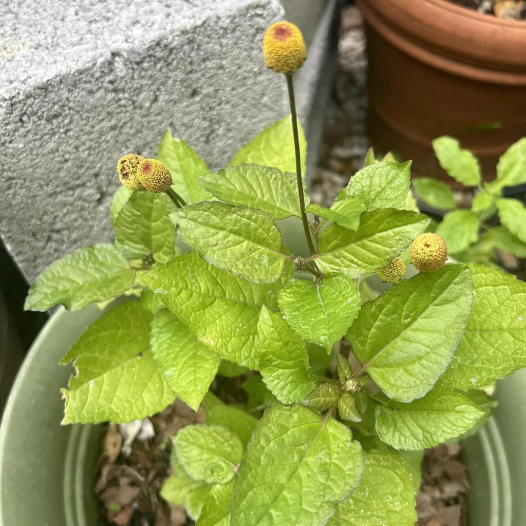 Spilanthes