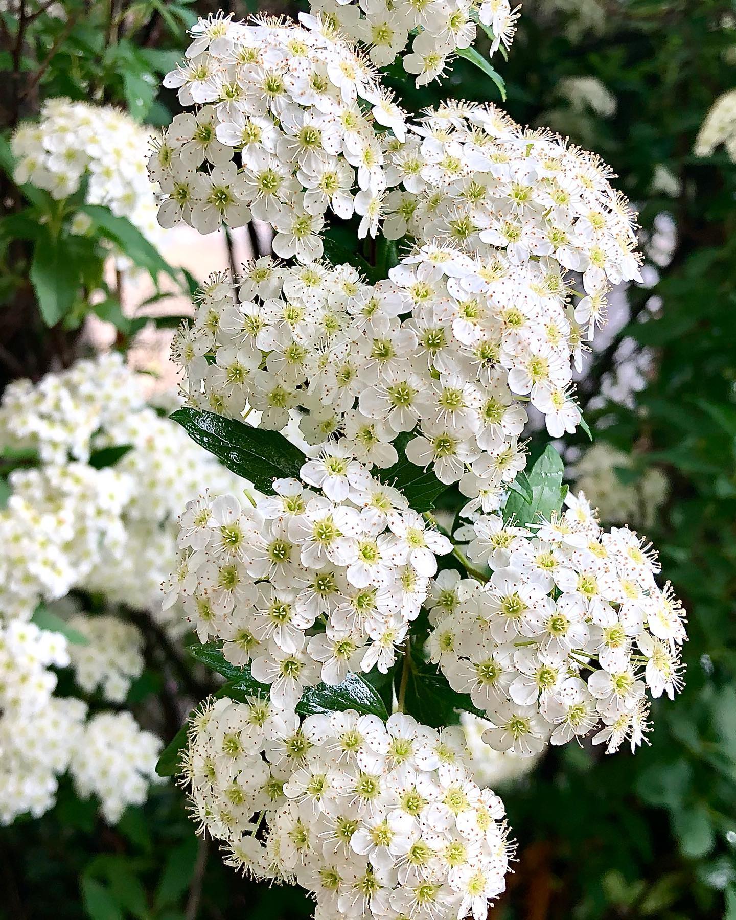 Spiraea Cantoniensis