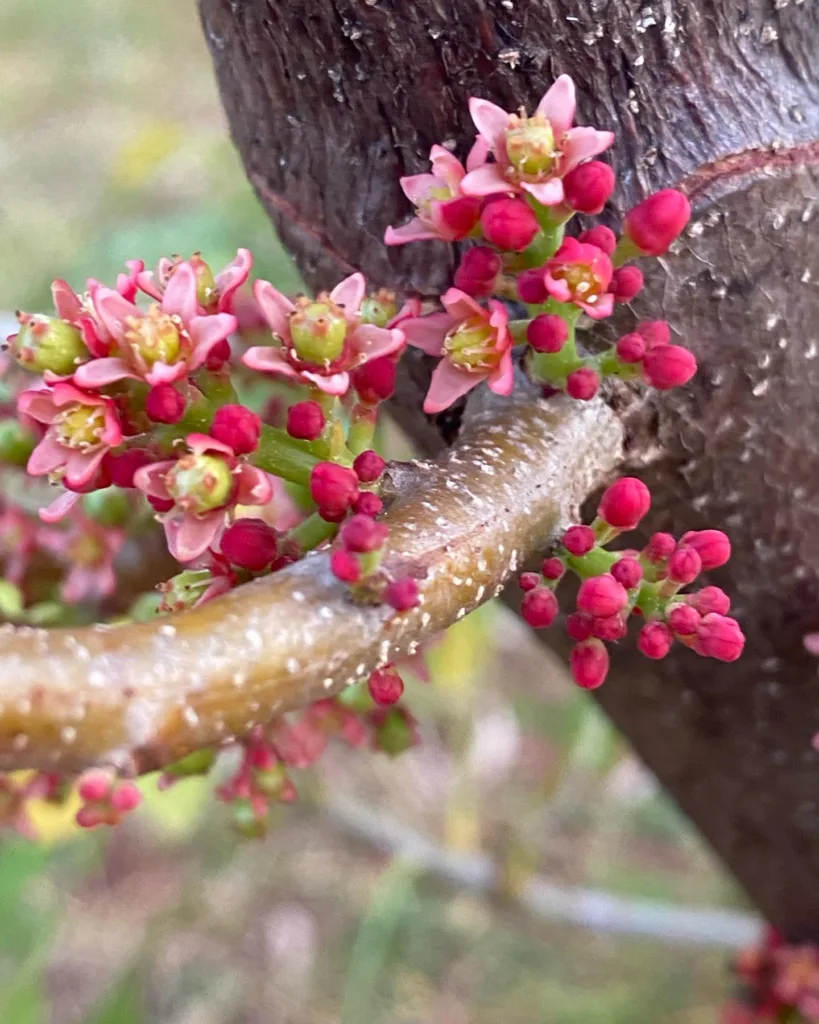 Spondias Purpurea