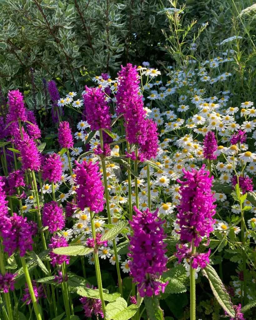 Stachys Hummelo