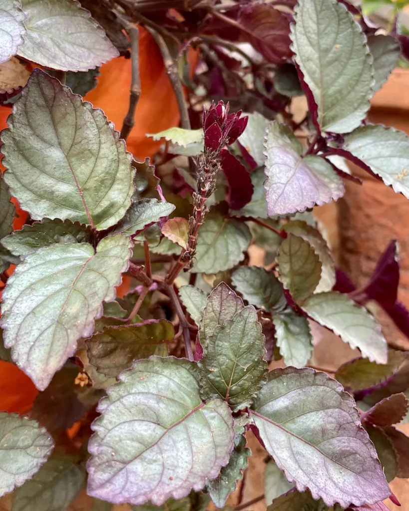 Strobilanthes Alternata