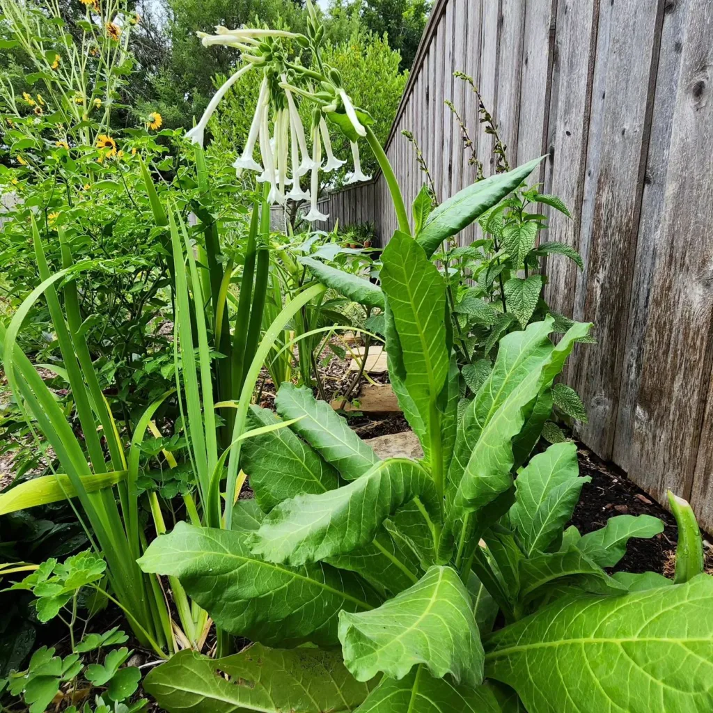 Sylvestris Nicotiana