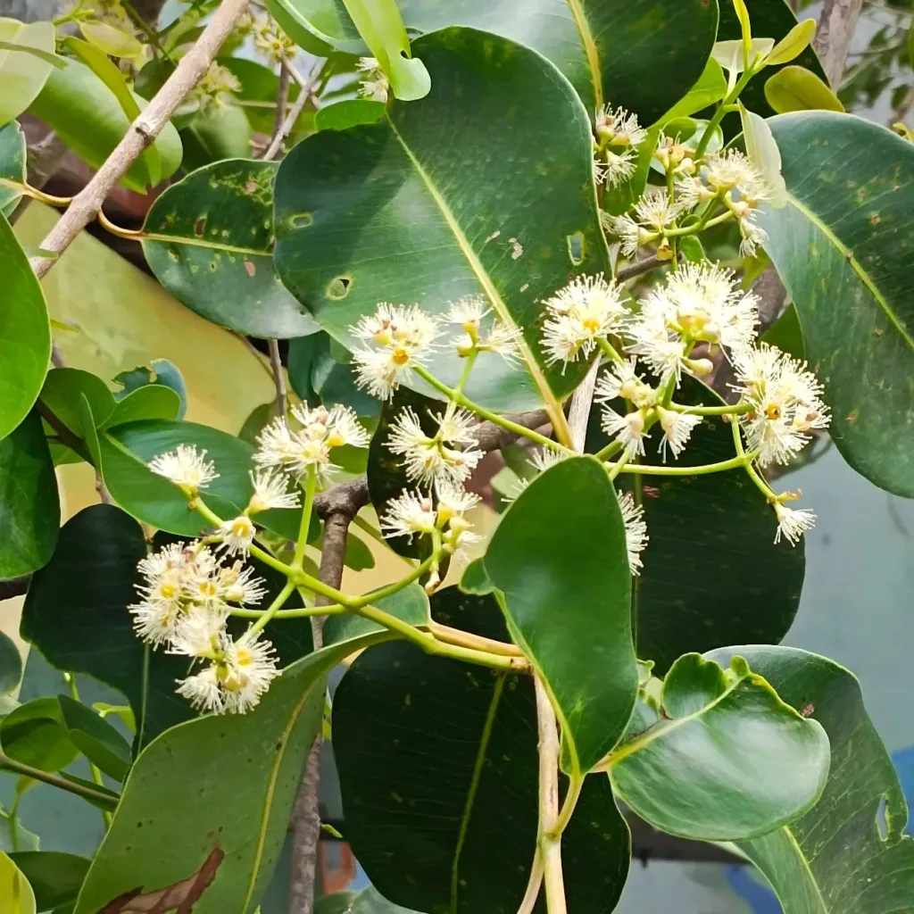 Syzygium Cumini