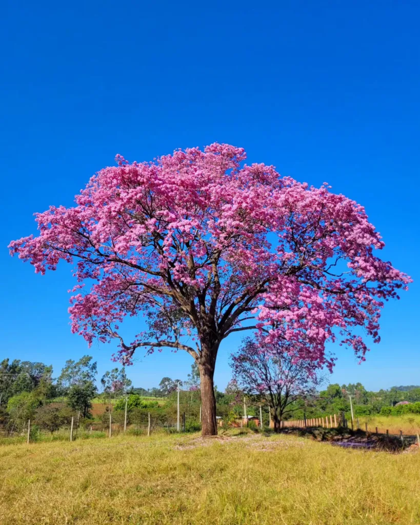 Tabebuia Rosea