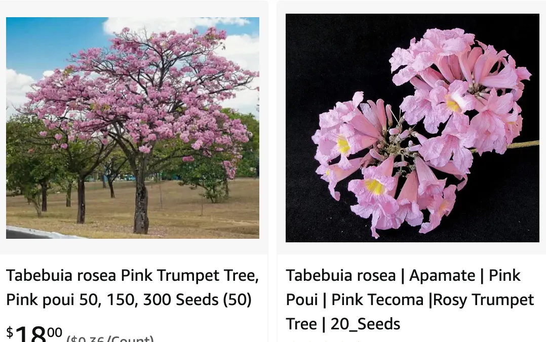 Tabebuia Rosea | Monsteraholic