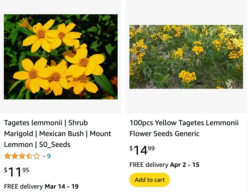 Tagetes Lemmonii | Monsteraholic