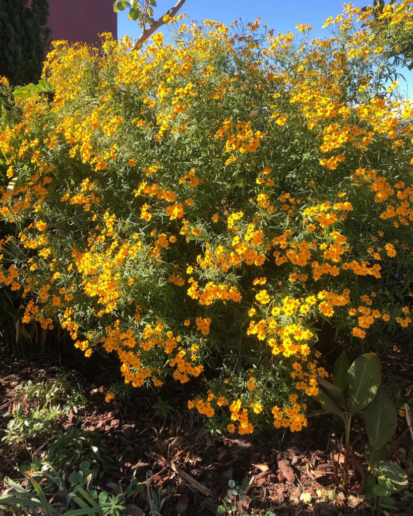 Tagetes Lemmonii