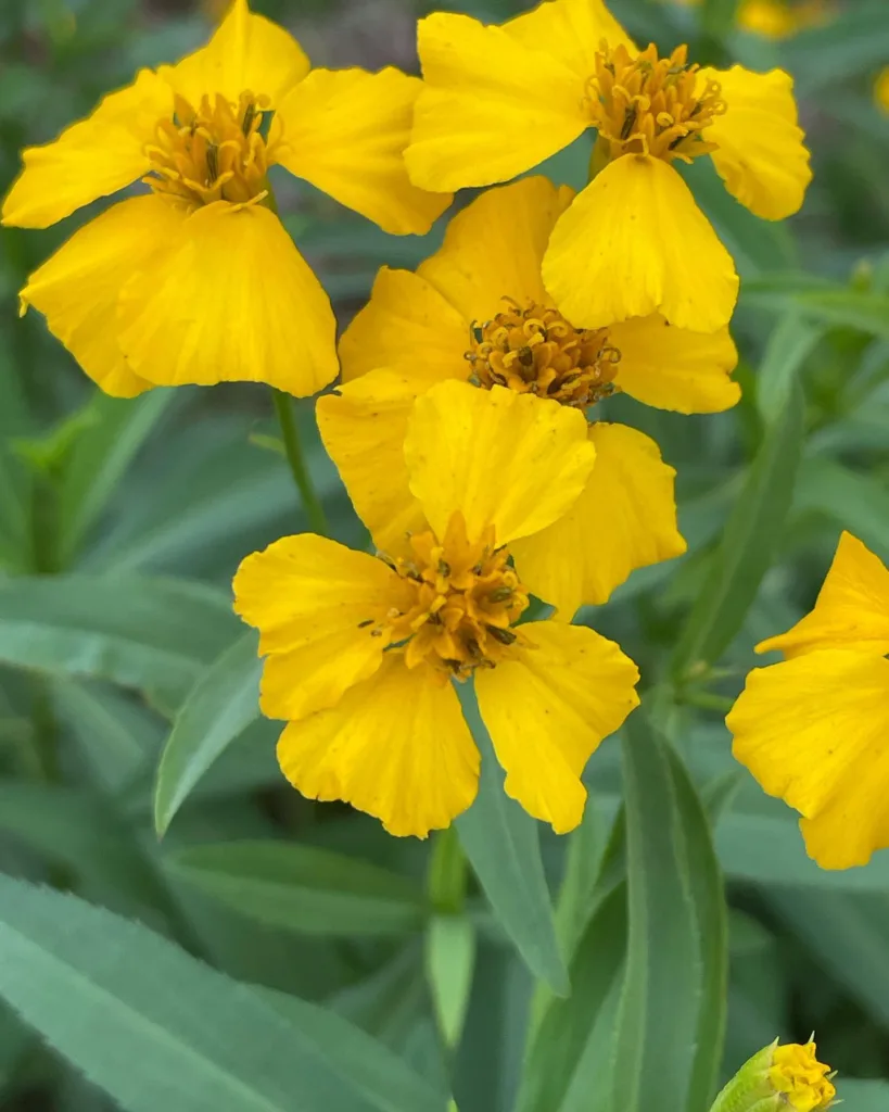 Tagetes Lucida