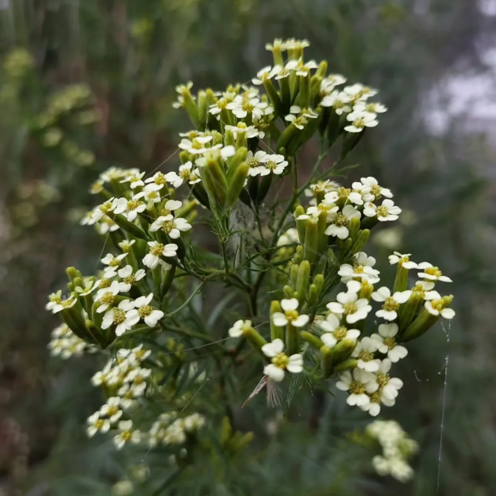 Tagetes Minuta