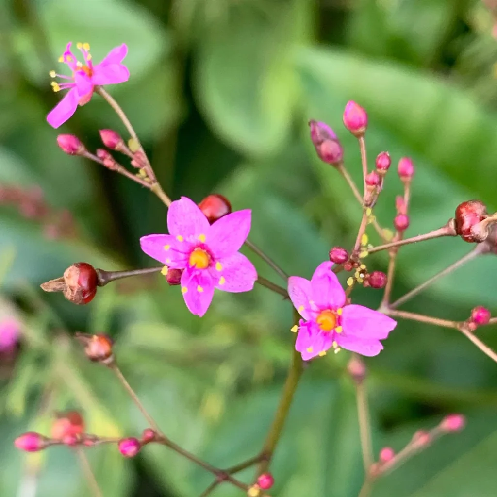 Talinum Paniculatum