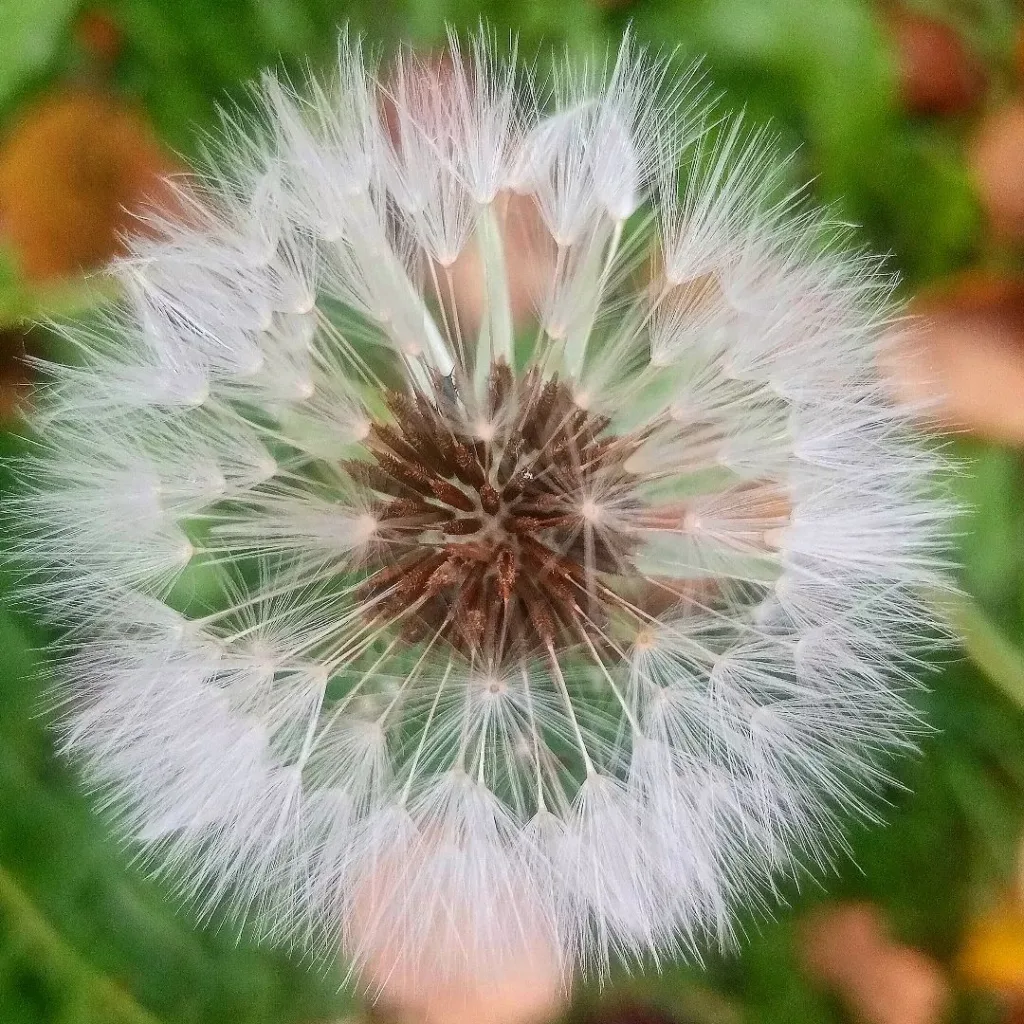 Taraxacum Erythrospermum